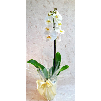 Fehér lepkeorchidea, kaspóban, celofános csomagolással